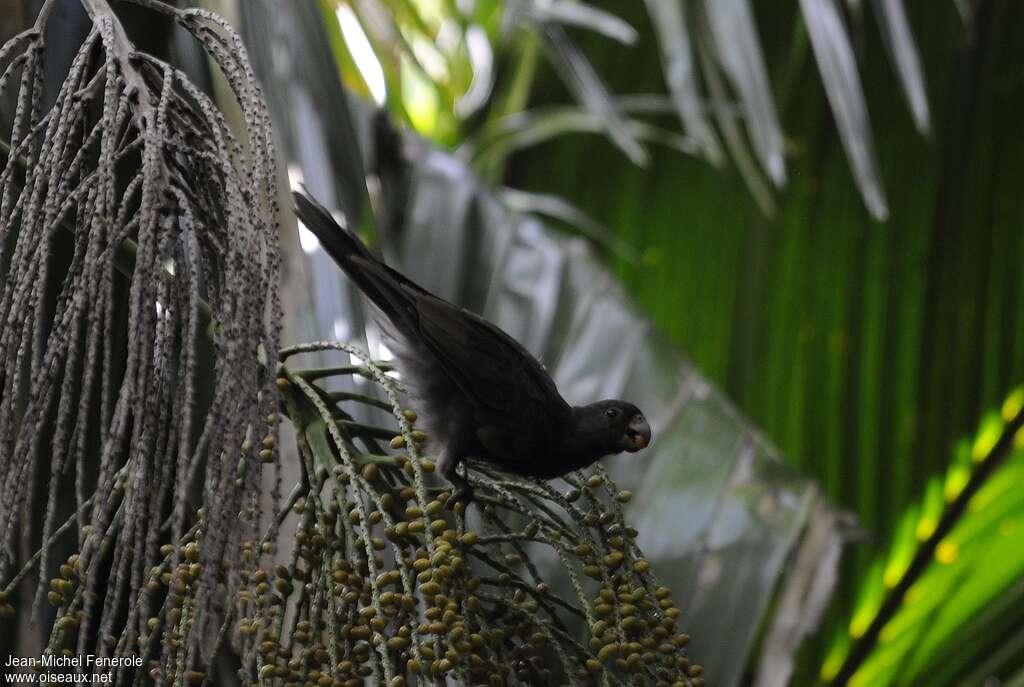 Seychelles Black Parrot, identification