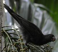 Seychelles Black Parrot