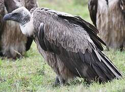 White-backed Vulture