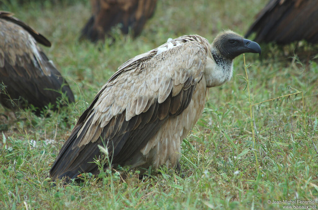 Vautour africain