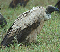 White-backed Vulture