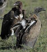 White-backed Vulture