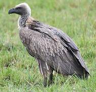 White-backed Vulture