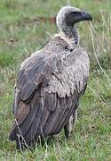 White-backed Vulture