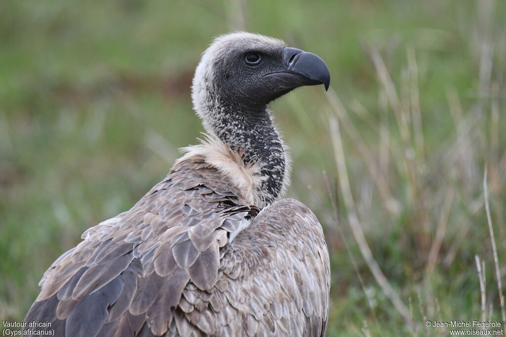 White-backed Vulture