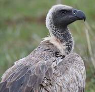 White-backed Vulture