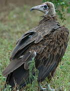 Hooded Vulture