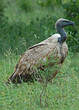 Vautour chassefiente