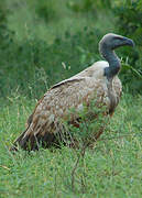 Vautour chassefiente