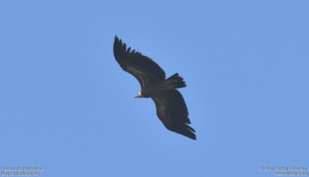 Himalayan Vulture