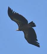 Himalayan Vulture