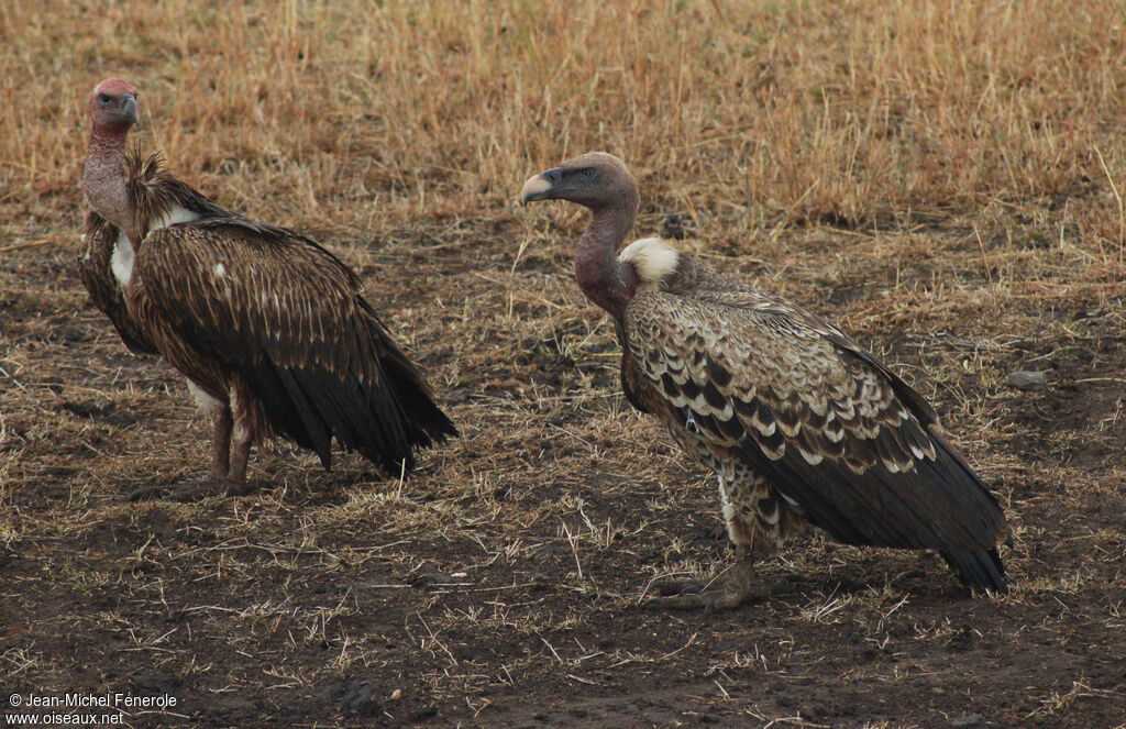 Rüppell's Vulture