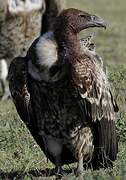 Rüppell's Vulture