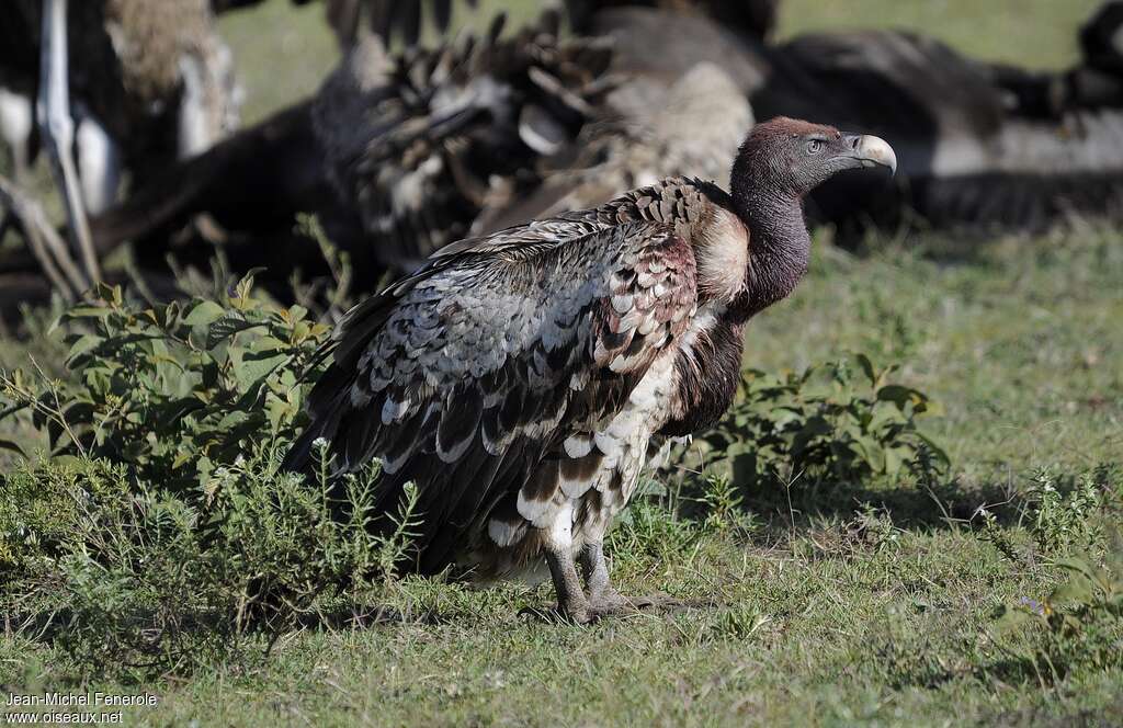 Rüppell's Vulture