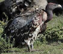 Rüppell's Vulture