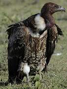 Rüppell's Vulture