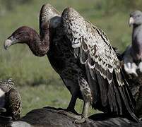 Rüppell's Vulture