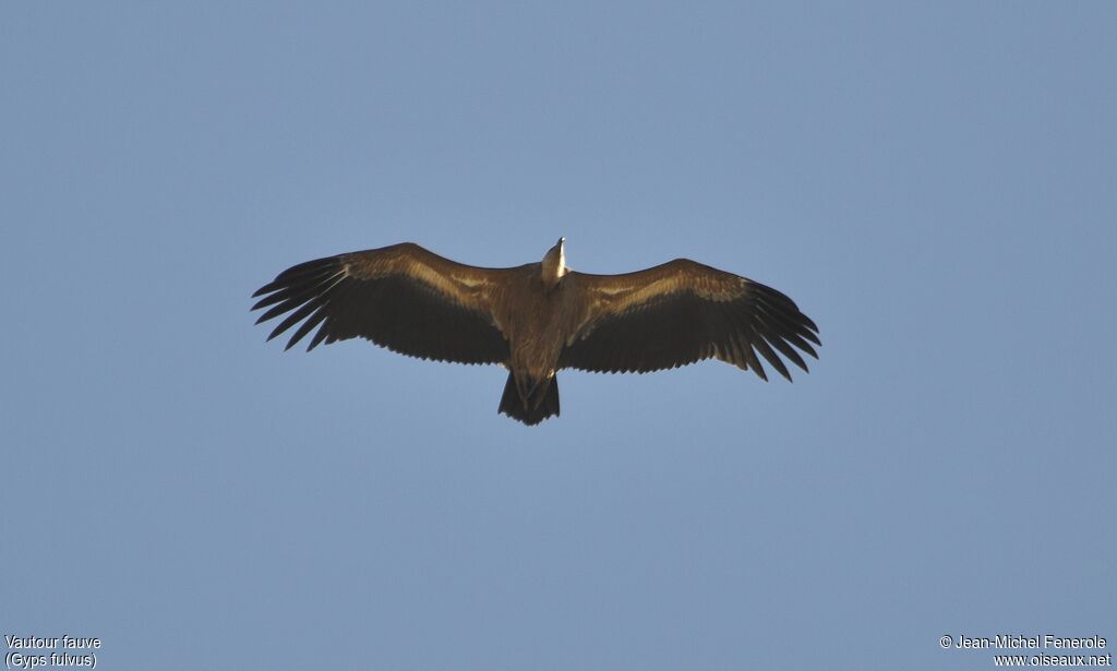 Griffon Vulture