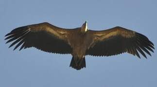 Griffon Vulture