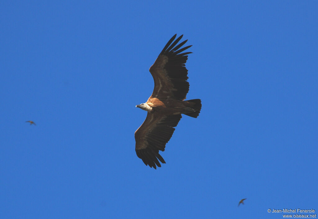 Griffon Vulture