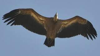 Griffon Vulture