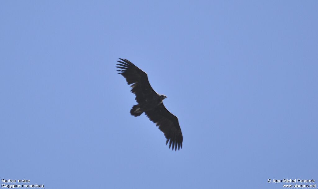 Cinereous Vulture