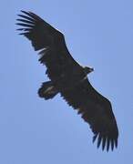 Cinereous Vulture