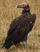 Lappet-faced Vulture