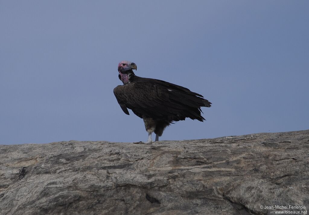 Lappet-faced Vulture