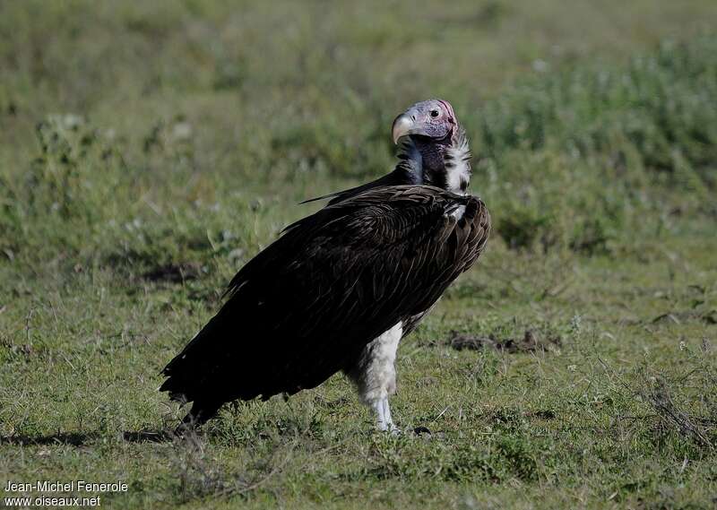 Lappet-faced Vultureadult breeding, identification