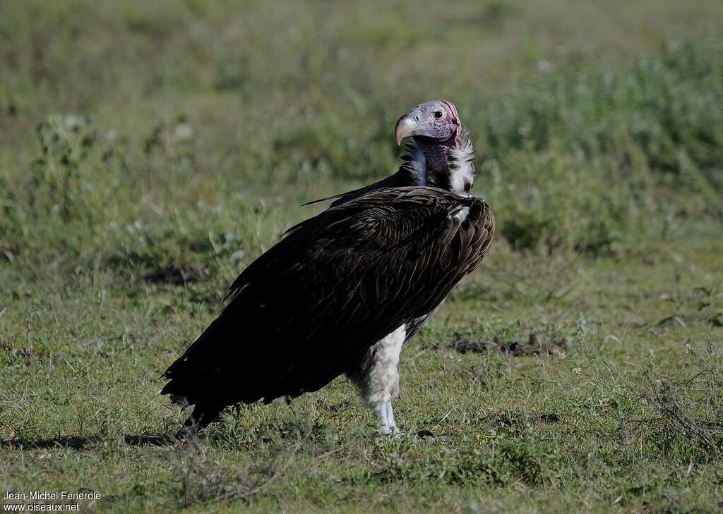 Vautour oricouadulte nuptial, identification