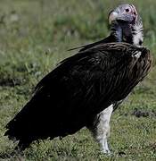 Lappet-faced Vulture