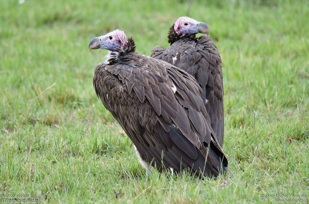 Lappet-faced Vulture