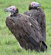 Lappet-faced Vulture