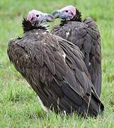 Lappet-faced Vulture