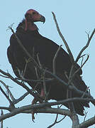 Red-headed Vulture