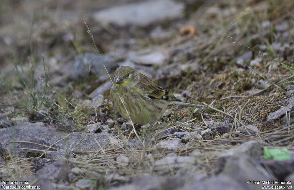 Corsican Finch female