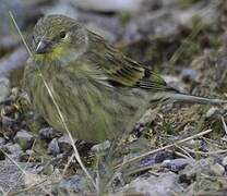 Corsican Finch