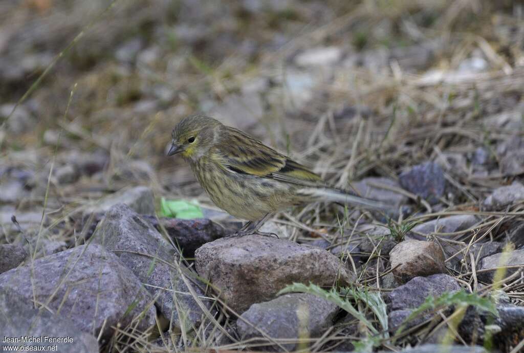 Venturon corse femelle adulte, identification