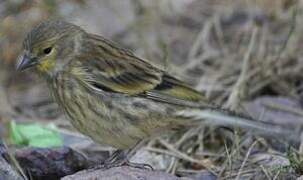 Corsican Finch