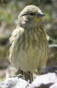 Corsican Finch