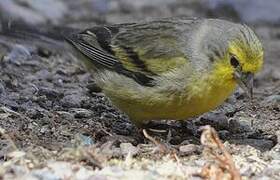 Corsican Finch