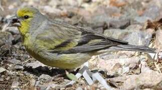 Corsican Finch