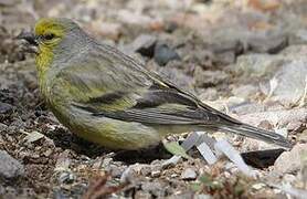 Corsican Finch