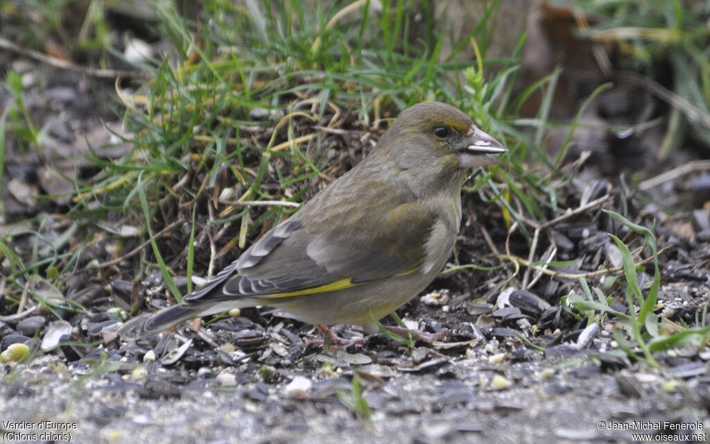 European Greenfinch