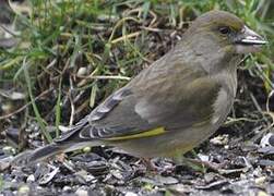 European Greenfinch