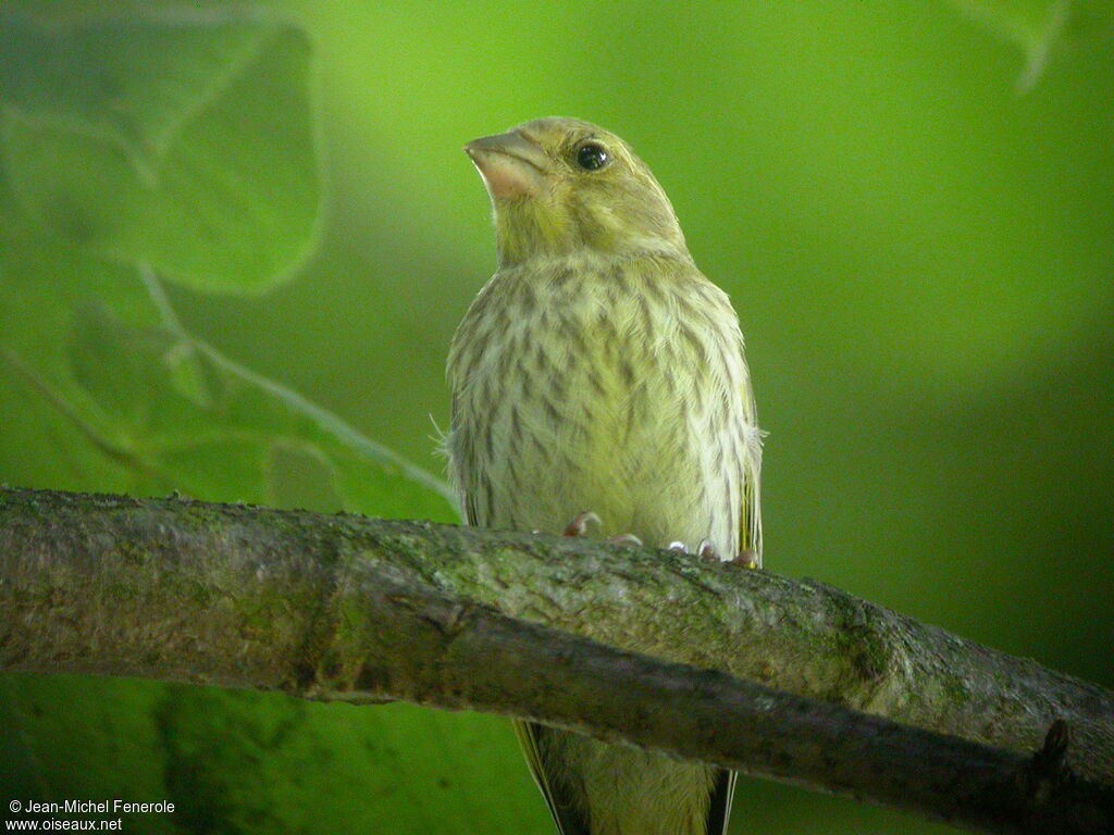 European Greenfinch