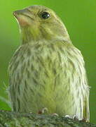 European Greenfinch