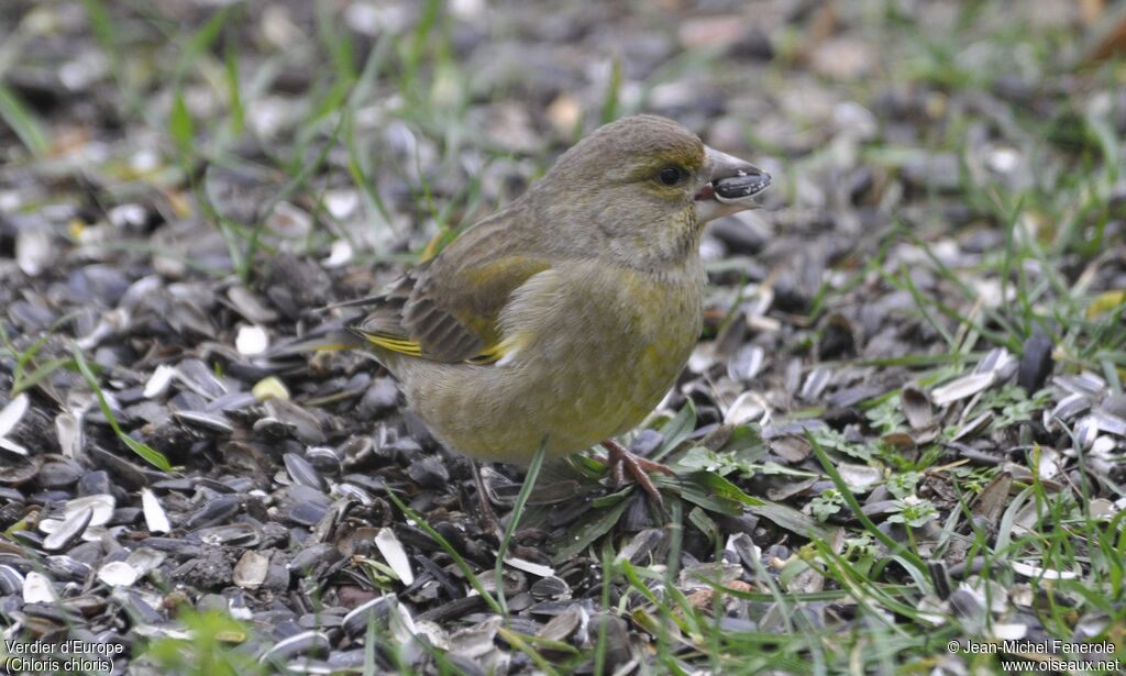 European Greenfinch