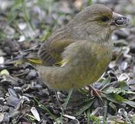 European Greenfinch